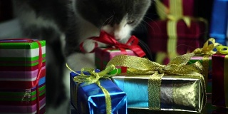 小猫在玩圣诞礼物