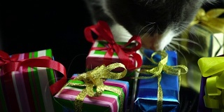 小猫触摸圣诞礼盒