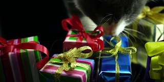 小猫玩圣诞礼盒