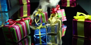 小猫玩礼品盒的画面