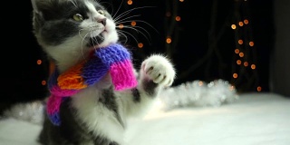 小猫戴着彩色围巾玩圣诞玩具
