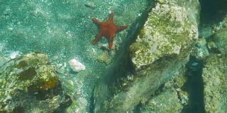 在加拉帕戈斯群岛的巴托洛梅岛的海星水下视图