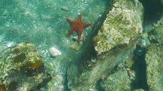 在加拉帕戈斯群岛的巴托洛梅岛的海星水下视图视频素材模板下载
