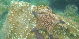 在加拉帕戈斯群岛bartolome岛的岩石礁上水下拍摄的海星