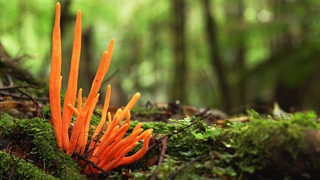 澳大利亚塔斯马尼亚塔肯雨林中生长的橙色真菌