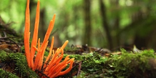 澳大利亚塔斯马尼亚塔肯雨林中生长的橙色真菌