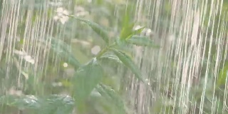 夏天大雨倾盆，雨点纷飞，装饰灌木的雨喷射器。