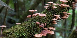在塔肯雨林中生长的棕色真菌