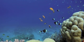 海洋中的生命。热带鱼和珊瑚礁。美丽的珊瑚。