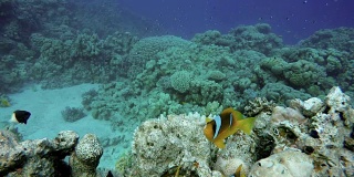 珊瑚礁。热带鱼海洋生物视频在水中。