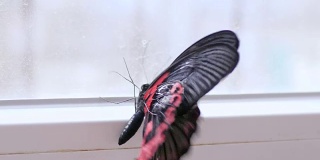 美丽的黑色蝴蝶，红色的翅膀在房间的窗户附近慢镜头摆动