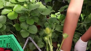 在草莓种植园工作的妇女采集草莓并把它们放进塑料盒子里视频素材模板下载