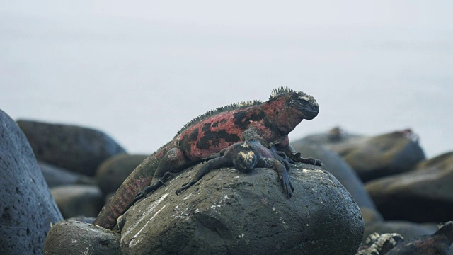 在加拉帕戈斯群岛的埃斯帕诺拉岛，两只海鬣蜥在一块岩石上