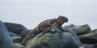 在加拉帕戈斯群岛的埃斯帕诺拉岛，两只海鬣蜥在一块岩石上