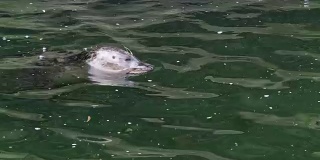 水里的海豹(Phoca vitulina)把头伸出了水面。海豹在水里休息