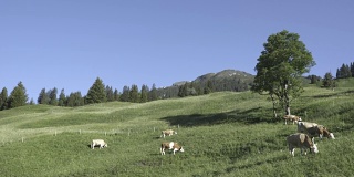 瑞士格林德沃草地上的牛群