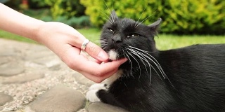在花园或动物收容所抚摸黑猫的妇女