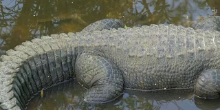 用摇盘拍摄一只躺在沼泽地里的鳄鱼