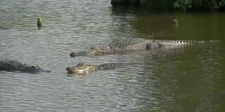 鳄鱼浮在水面上