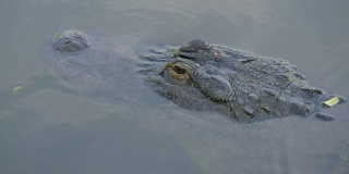 佛罗里达沼泽里的短吻鳄