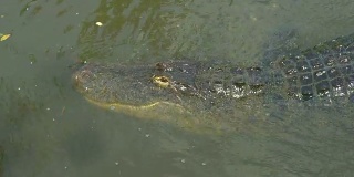大鳄鱼在水下潜游