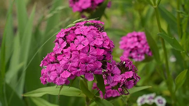 石竹花在花园里开放