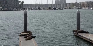 海狮在一个宁静的港口