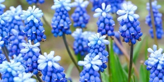 蓝色的花与雨滴麝香