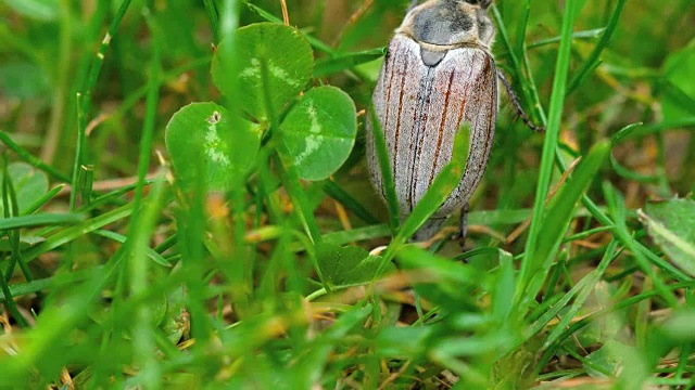 草丛中的五月虫甲虫