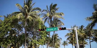 海洋大道的红绿灯和棕榈树