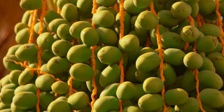 一种椰枣的绿色果实