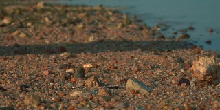 一只寄居蟹从手掌跑到沙滩上。
