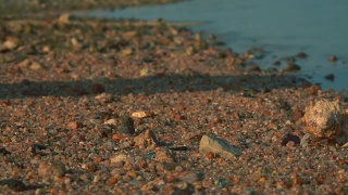 一只寄居蟹从手掌跑到沙滩上。视频素材模板下载