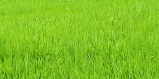 风吹着绿色的稻田，在炎热的太阳下摇曳。