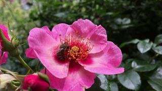 一只蜜蜂在一朵玫瑰花上视频素材模板下载