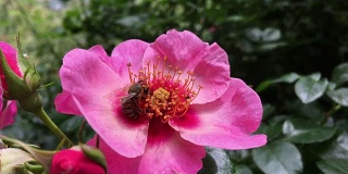 一只蜜蜂在一朵玫瑰花上