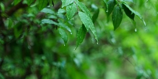 雨天的风景