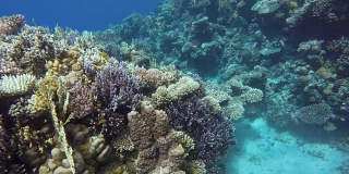 珊瑚礁，热带鱼。温暖的海洋和清澈的海水。水下世界。潜水和浮潜。
