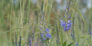 小草，蓝色花朵特写