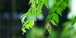 风景在雨天看，蝴蝶躲在树叶下