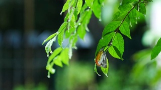 风景在雨天看，蝴蝶躲在树叶下视频素材模板下载