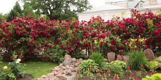 花园里的红玫瑰，用平底锅拍摄美丽的花朵