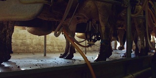 在牛奶厂，女孩把奶牛绑到挤奶机上