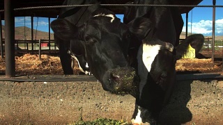 两头牛吃干草视频素材模板下载