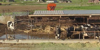 奶牛场喂食时间-无人机拍摄
