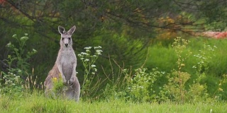 在澳大利亚，袋鼠的后腿处于警戒状态