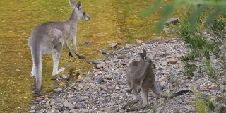 在澳大利亚，袋鼠妈妈和袋鼠宝宝在河边喝水