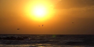 海鸥向着太阳飞向天空。日落慢动作
