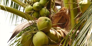 树上新鲜椰子的特写