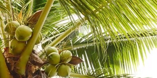 树上新鲜椰子的特写